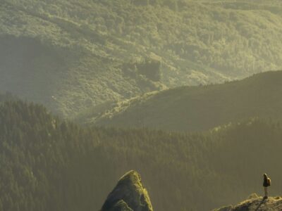 Forest Vertical View